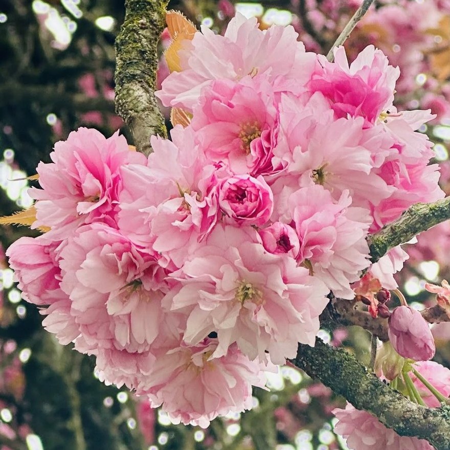 A close-up of pink double cherry blossoms in spring.