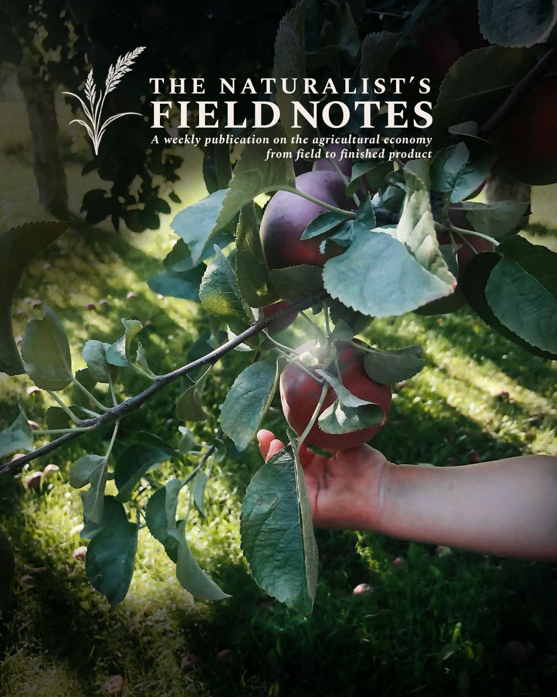 Apples ripening on a leafy branch in an Okanagan orchard, with The Naturalist’s Field Notes masthead above them.
