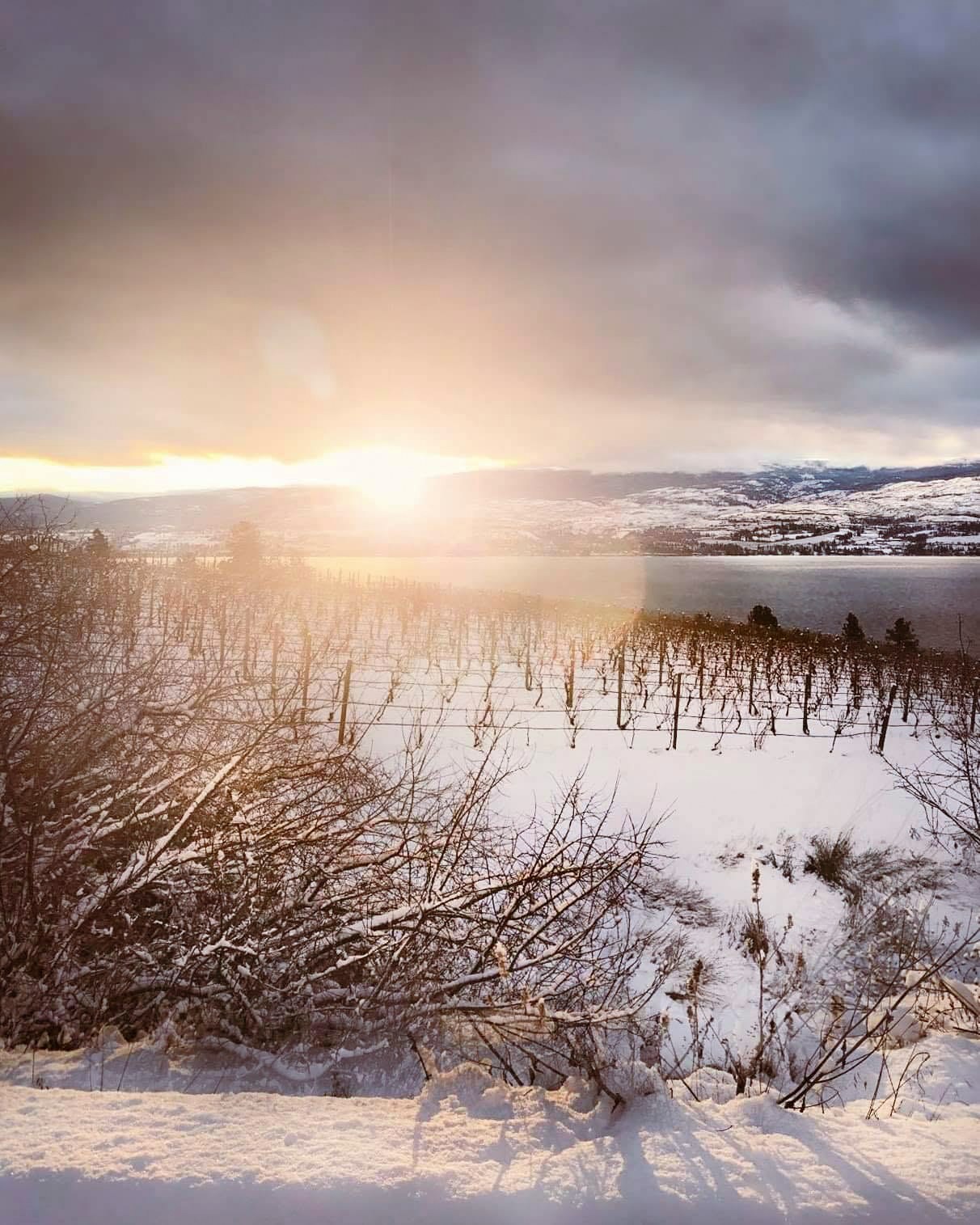 Dormant, freshly pruned vine rows under snow on a slope above Okanagan Lake at low winter sun.