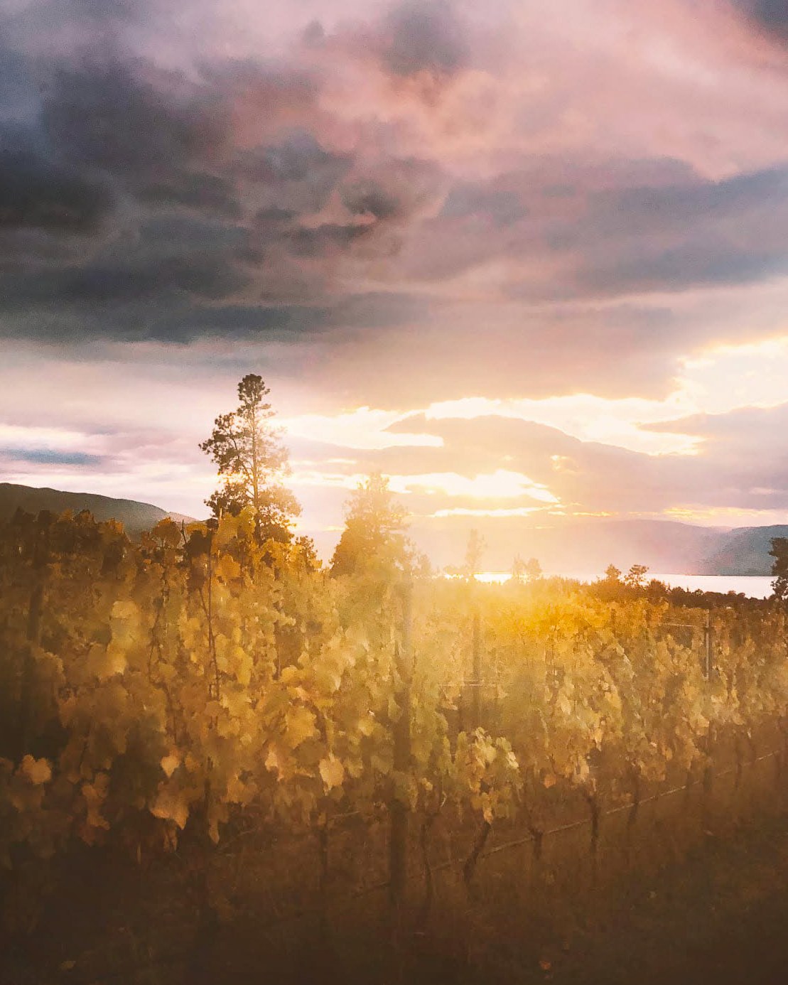 Vine rows in golden autumn leaf at sunset, with Okanagan Lake and the far hills behind.