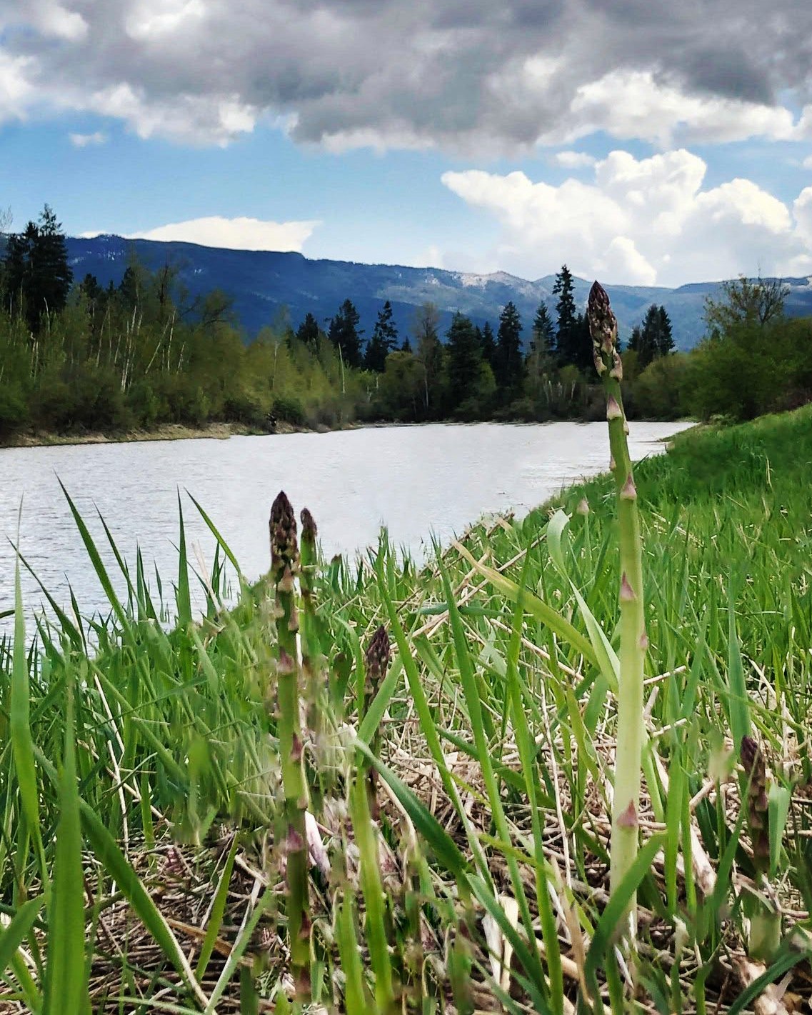 Wild asparagus spears rising through riverbank grass, with the Shuswap River and forested mountains beyond.