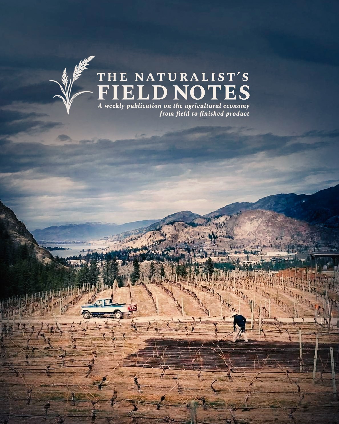 Vineyard rows in Okanagan wine country beneath a mountain landscape.