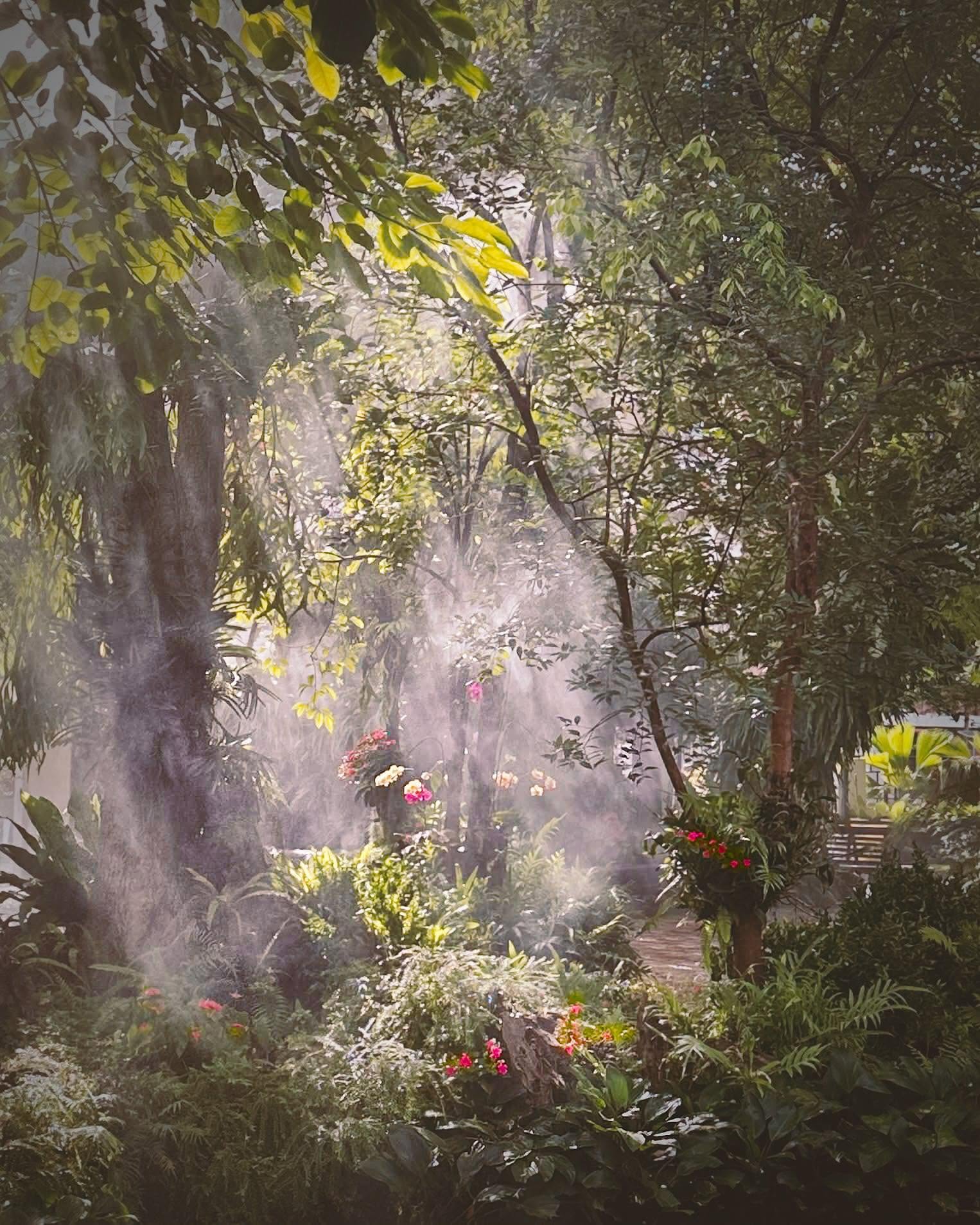 Sunlight filtering through dense tropical vegetation and flowers in Thailand.